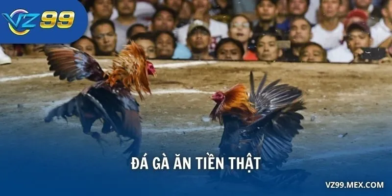đá gà ăn tiền thật