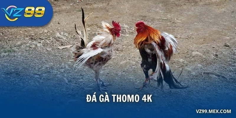 đá gà Thomo 4K