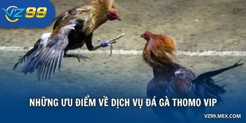 Những ưu điểm về dịch vụ đá gà Thomo VIP