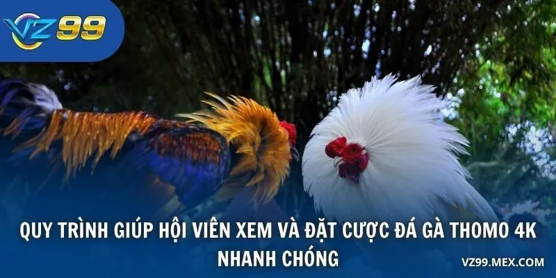 Quy trình giúp hội viên xem và đặt cược Đá Gà Thomo 4K nhanh chóng